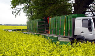 Bienenvölker im Rapsfeld