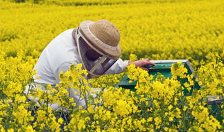 Arbeit am Bienenvolk