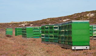 Bienenkästen auf Sylt
