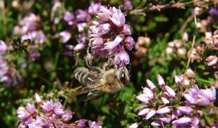 Biene an Heideblüten