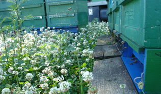 Bienen im Klee
